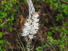 Asphodelus albus carpetanus