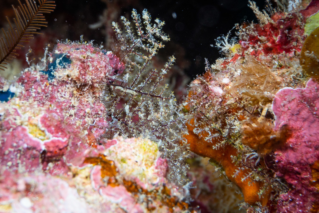 Zygophylacidae