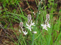 Asphodelus albus carpetanus