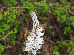 Asphodelus albus carpetanus