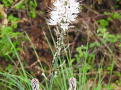 Asphodelus albus carpetanus