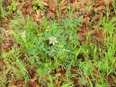 Lupinus hispanicus