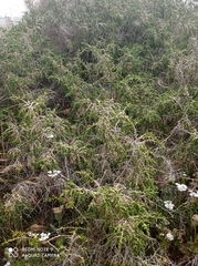 Thymelaea hirsuta