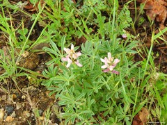 Lupinus hispanicus