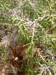 Thymelaea hirsuta