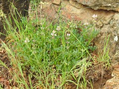 Lupinus hispanicus