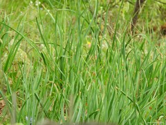 Asphodelus albus carpetanus