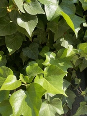 Magnoliopsida