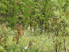 Asphodelus albus carpetanus