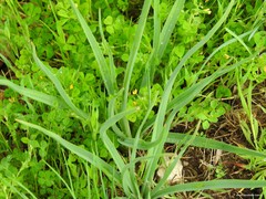 Asphodelus albus carpetanus