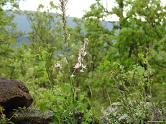 Asphodelus albus carpetanus