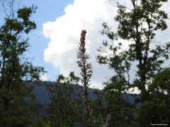 Asphodelus albus carpetanus