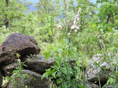 Asphodelus albus carpetanus