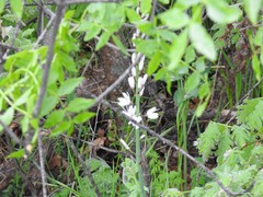 Asphodelus albus carpetanus