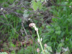 Asphodelus albus carpetanus