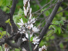 Asphodelus albus carpetanus
