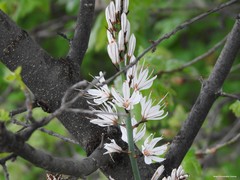 Asphodelus albus carpetanus