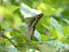 Graphium empedovana