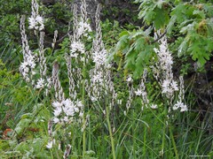 Asphodelus albus carpetanus