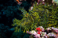 Lacy Scorpionfish photo 3