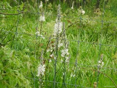 Asphodelus albus carpetanus