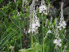 Asphodelus albus carpetanus