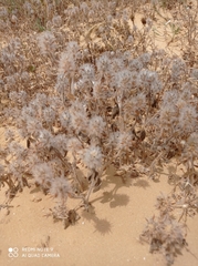 Trifolium palaestinum