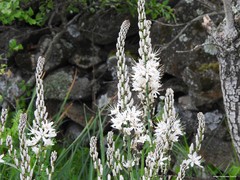 Asphodelus albus carpetanus