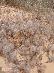 Trifolium palaestinum
