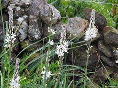 Asphodelus albus carpetanus
