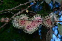 Hakea petiolaris