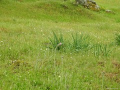 Asphodelus albus carpetanus