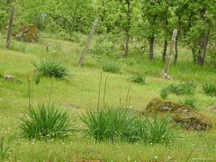 Asphodelus albus carpetanus