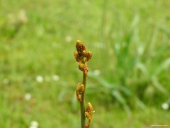 Asphodelus albus carpetanus