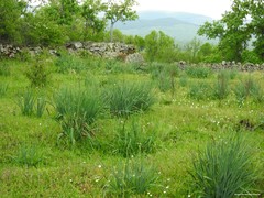 Asphodelus albus carpetanus