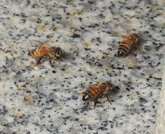 Apis mellifera