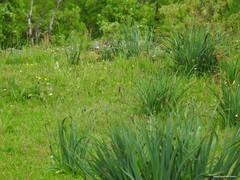 Asphodelus albus carpetanus