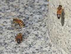 Apis mellifera