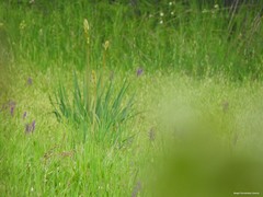 Asphodelus albus carpetanus