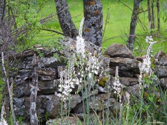 Asphodelus albus carpetanus