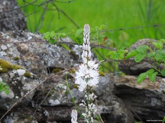 Asphodelus albus carpetanus