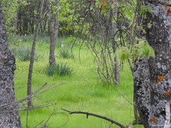 Asphodelus albus carpetanus