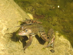 Pelophylax nigromaculatus