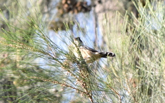 Sporophila torqueola