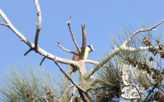 Pitangus sulphuratus