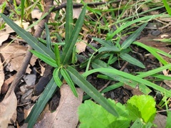 Leichhardtia viridiflora