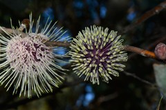Hakea petiolaris