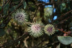 Hakea petiolaris
