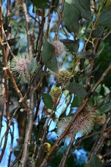 Hakea petiolaris
