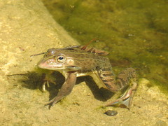 Pelophylax nigromaculatus